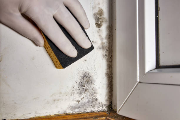 Best Mold Prevention Services  in Natalia, TX